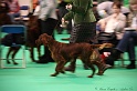 Crufts2011 133